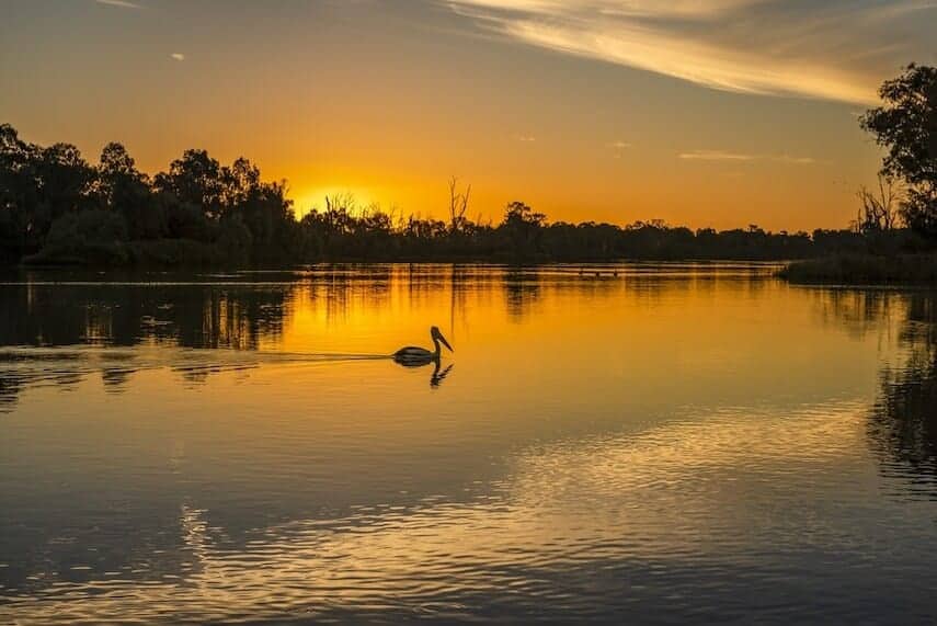 Sunset on the Murray River with eucalyptus tress in the background and a pelican swimming in the foreground