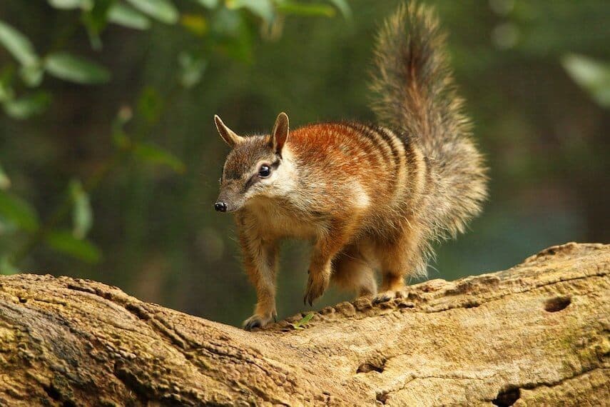 Numbat on a branch