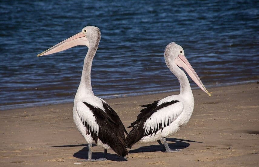 Two pelicans facing opposite ways on the beach in front of the ocean