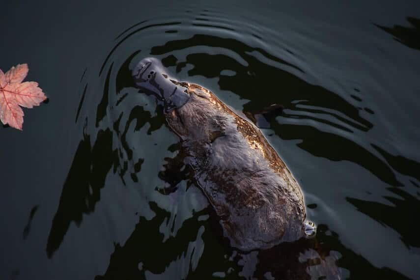 top down shot of a duck billed platypus swimming