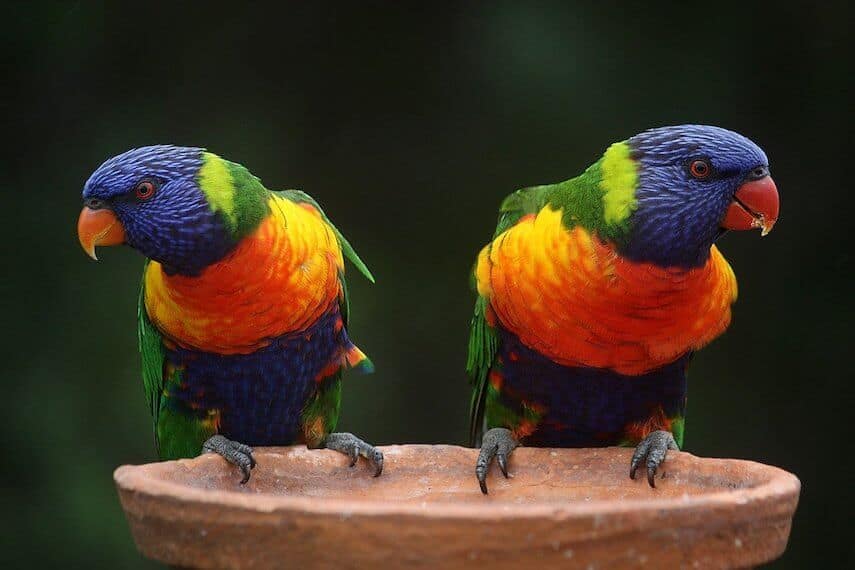Two rainbow lorikeets perched on the side of a ceramic water bowl