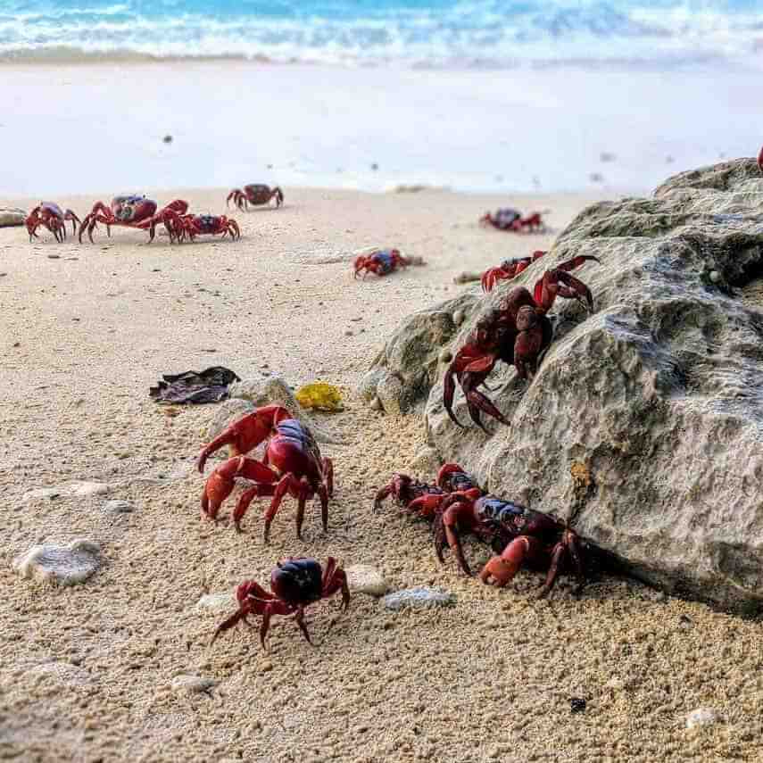 Red crab migration with multiple crabs walking towards the water on the beach
