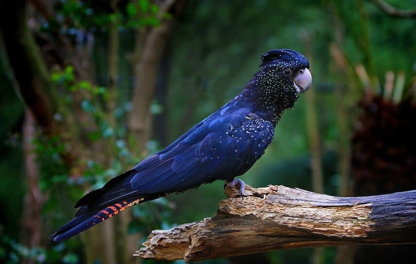 Red tailed black cockatooperched on a tree stump in the forest