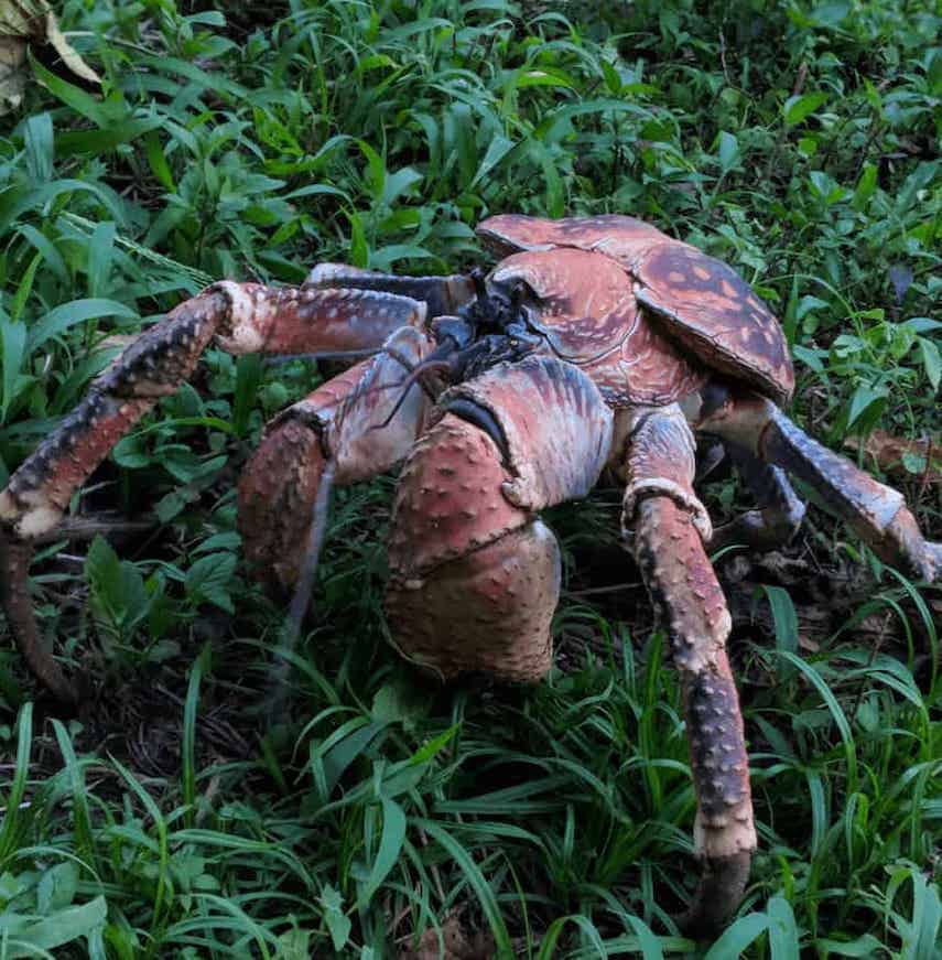 Large Robber Crab standing on the Grass