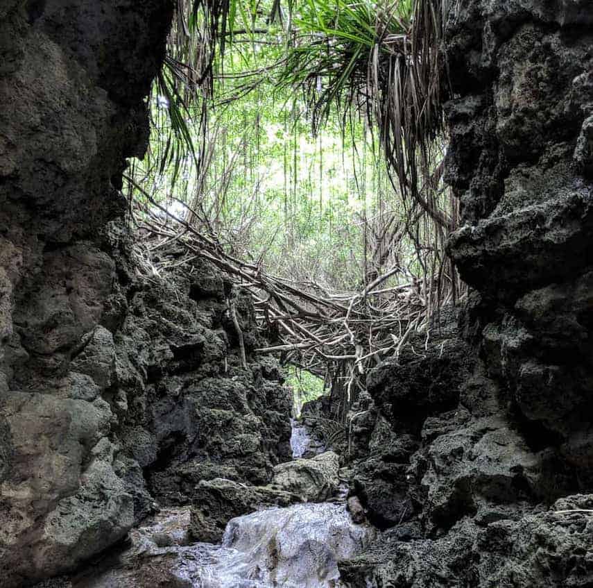Inside of a cave, the entrance to which is a huge tree root system that you have to climb through to get down