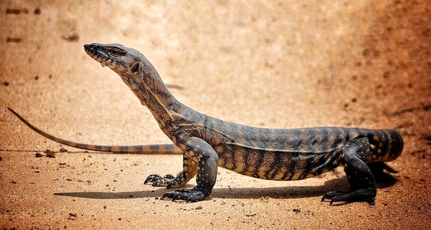 Sand goanna on light coloured earth