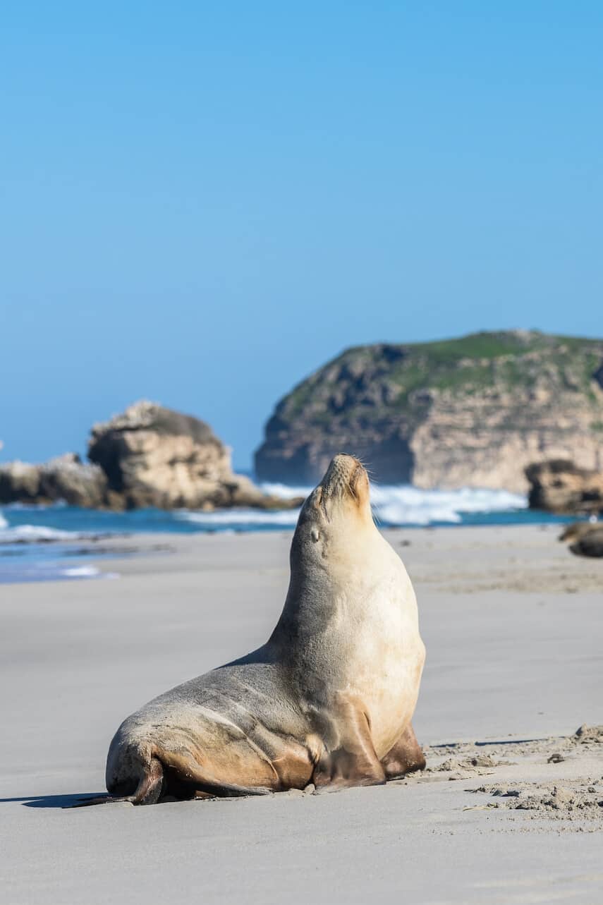 Sea Lion sitting up with his head in the air on a beach with rocks and the ocean in the background