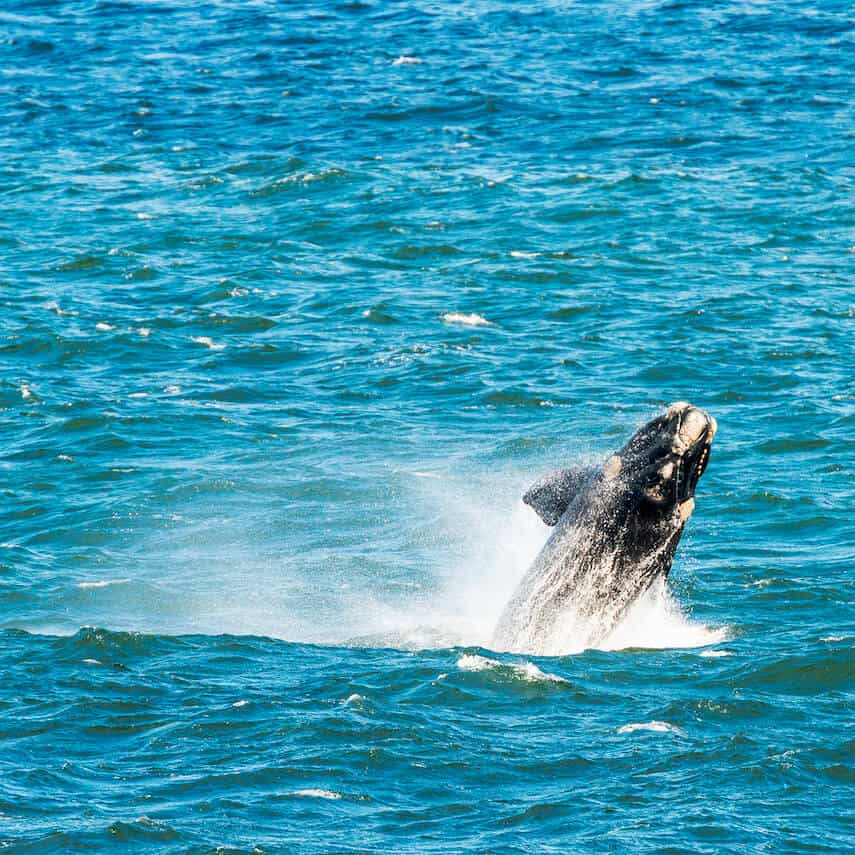 Southern Right Whale breaching