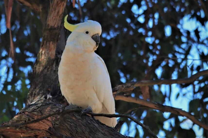 White Sulphur crested cockatoo in a tree