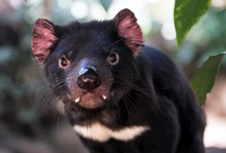 Close up image of a Tasmanian Devils face with it's two front teeth protruding between the upper and lower lips