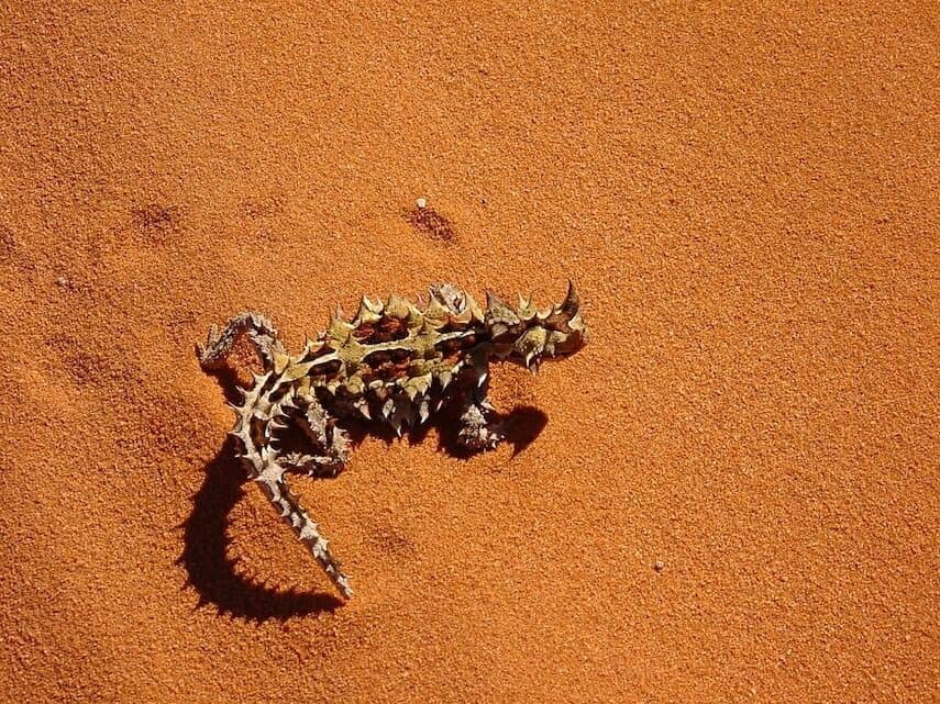 Spiky thorny devil on orange sand