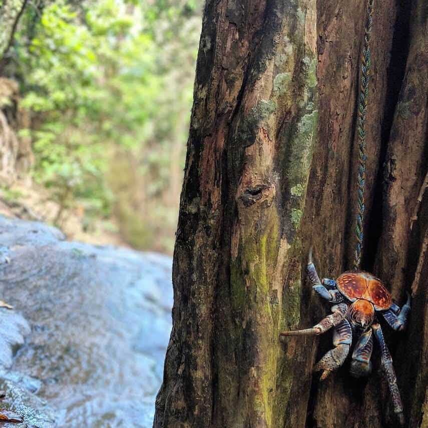 Robber Crab in a hollow tree trunk next to a waterfall