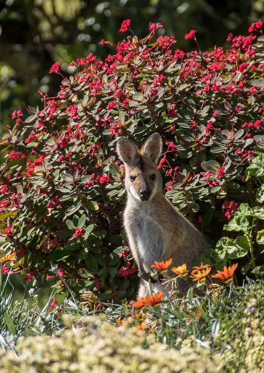 Wallaby standing in front of a bush with red flowers