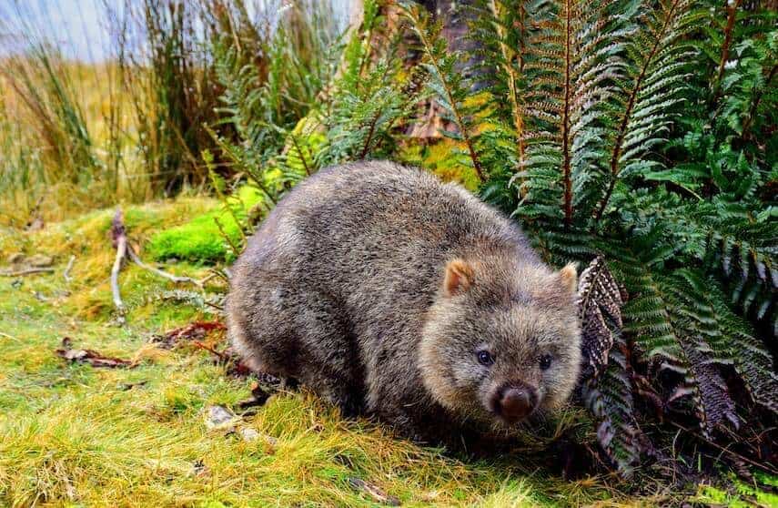 Wombat munching on grass in for of a rock covered in ferns