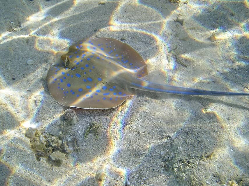 Blue spotted Stingray in shallow water at Margaret River 