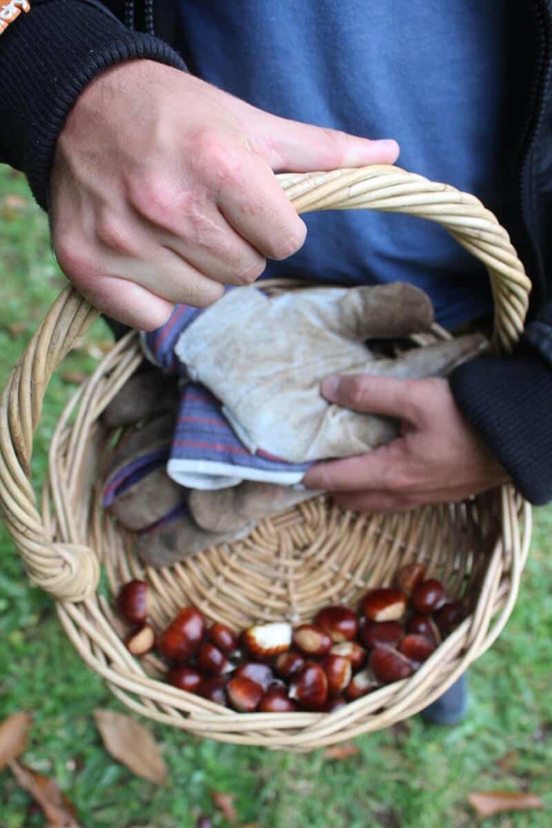 Mans hand holding a wicker basket with chestnuts inside