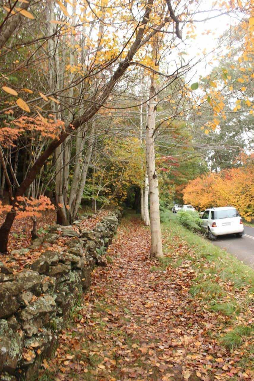 Mount Wilson Autumn Colours