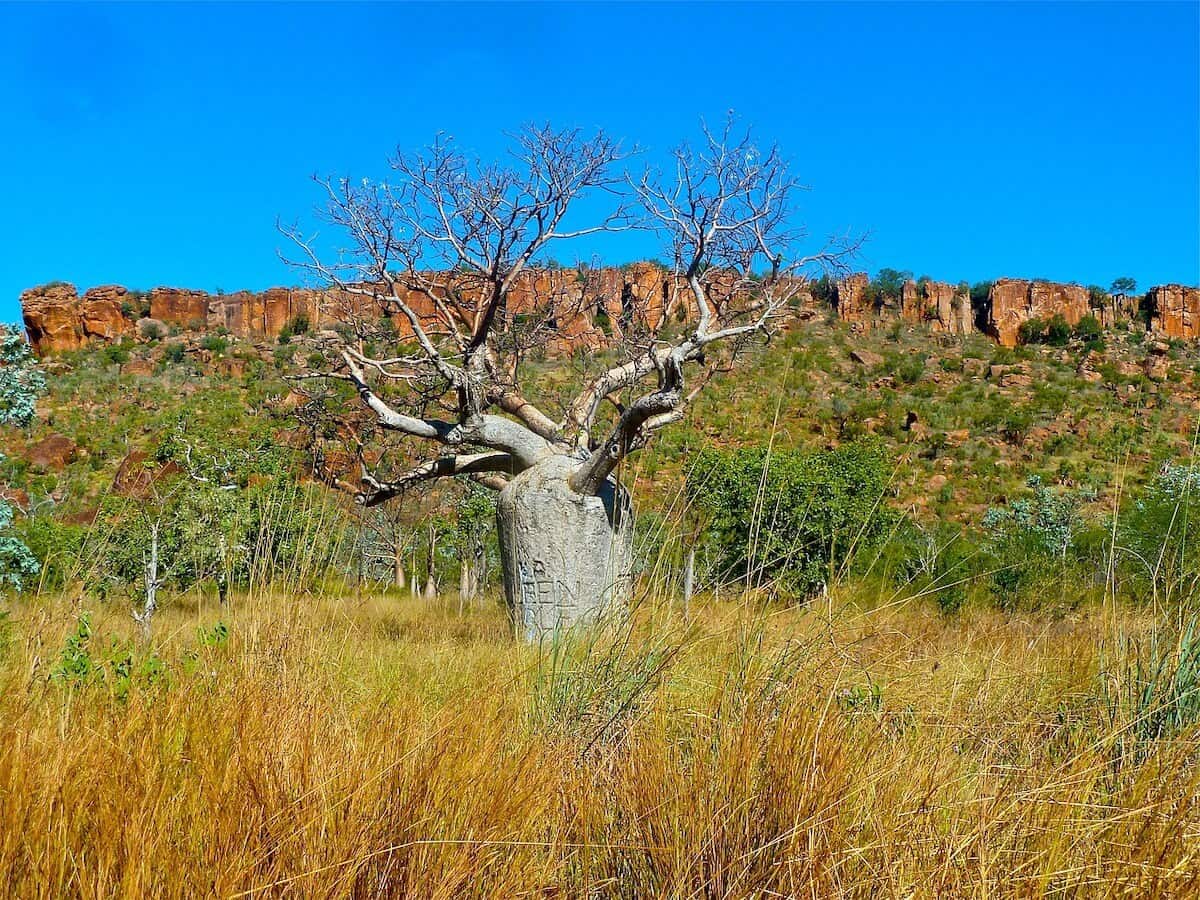 Things to do in Outback Queensland cover photo of a baobab tree in front of a red rock wall