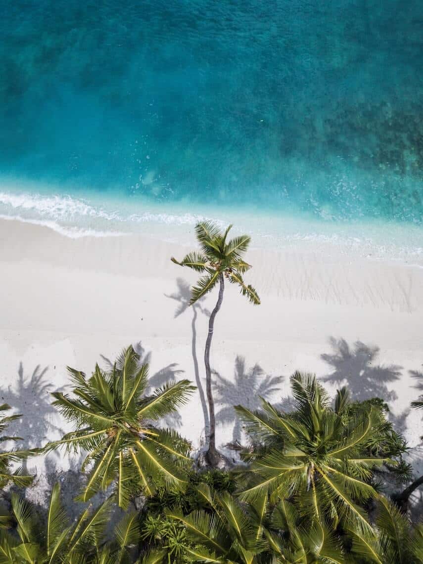 Aerial photo of a white sand beach, clear blue water with palm trees along the bottom of the frame with a single palm tree sticking out over the sand