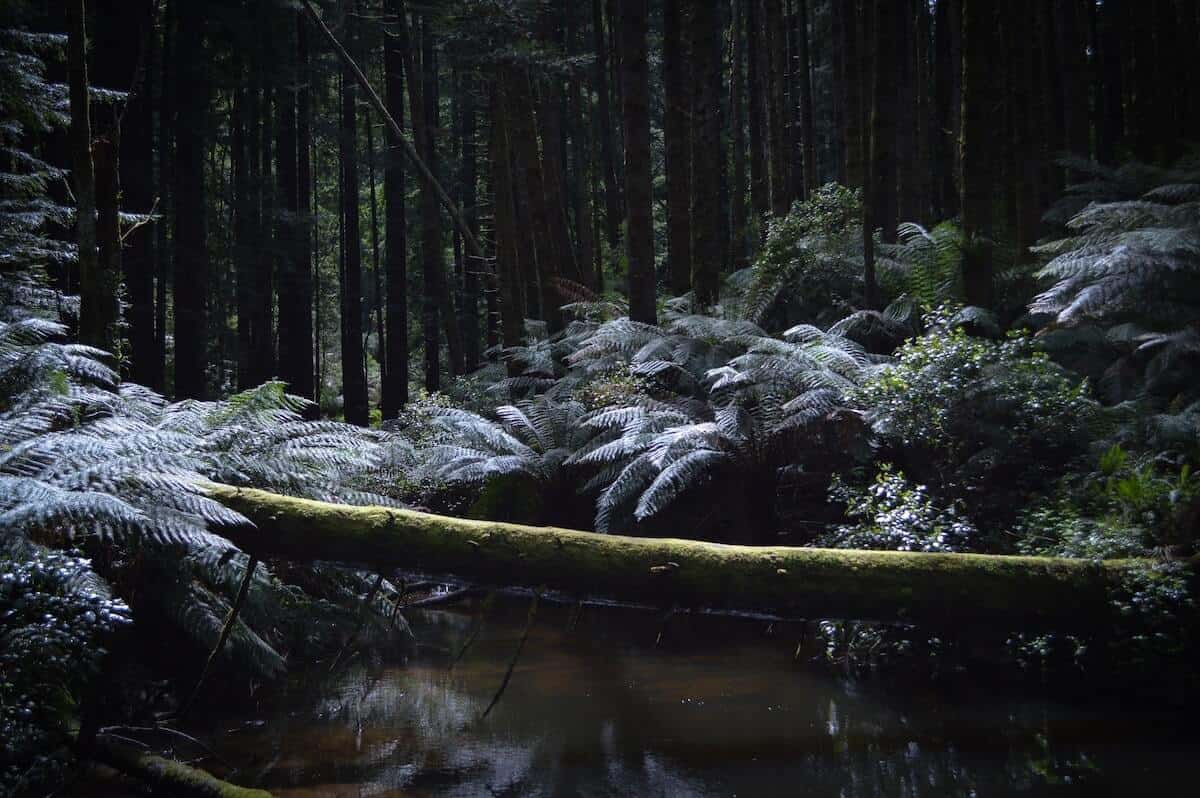 How to Explore the Great Otway National Park Guide cover photo of a large fallen tress lying across a dark patch of water surrounded by redwood trees