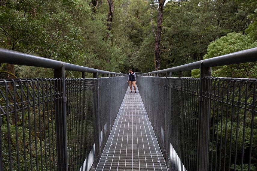 Metal walkway raised high into the tree canopy, man standing on the platform