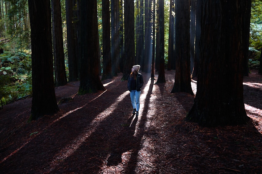 Woman standing under the tree canopy of the surrounding redwood trees
