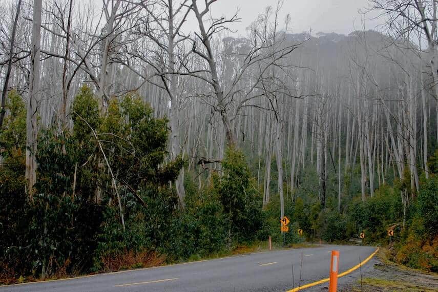 Grey asphalt mountain road with tall thin trees towering above either side of the road, with a fog between the trees.