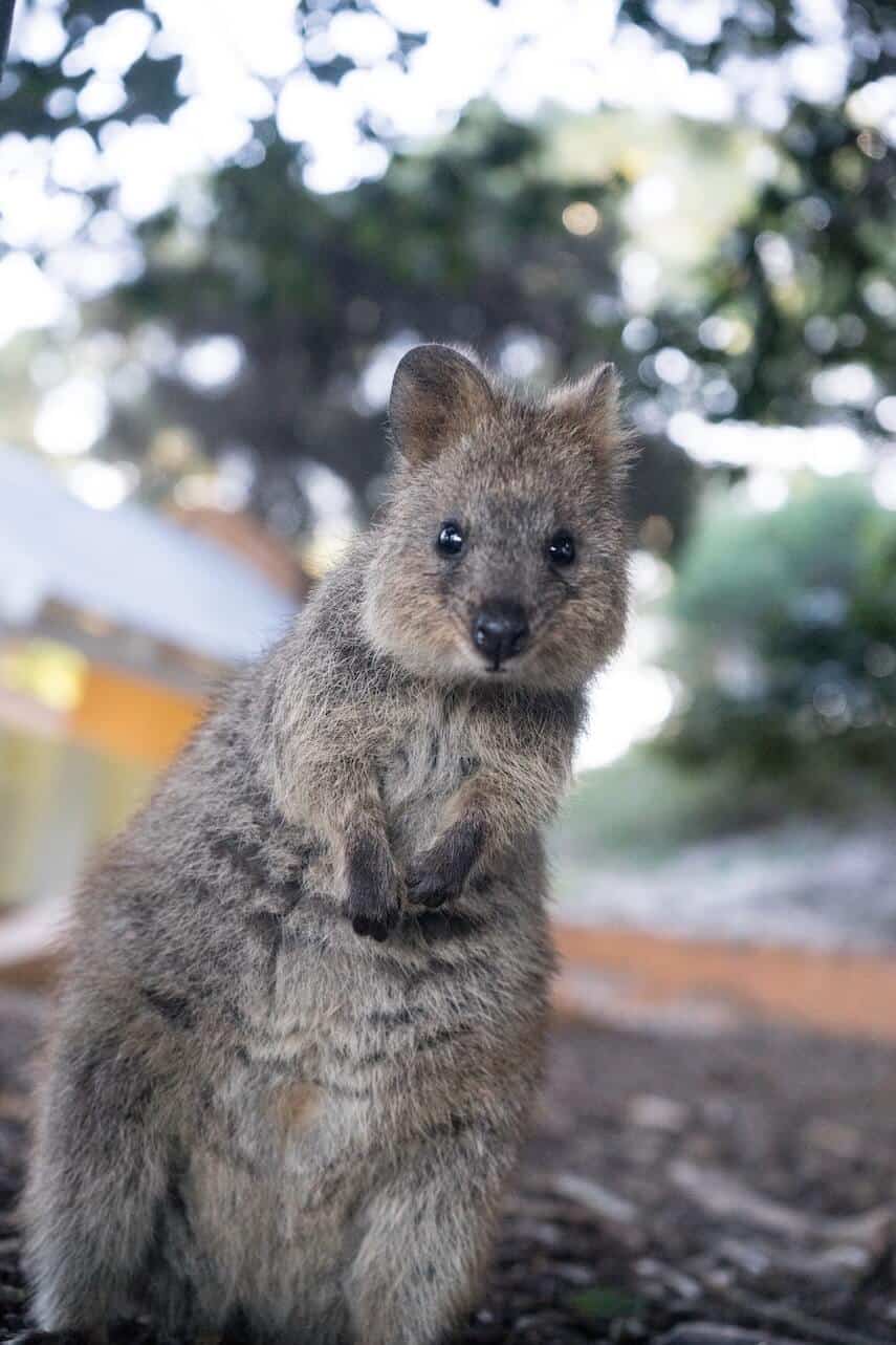 Quokka looking at the camera