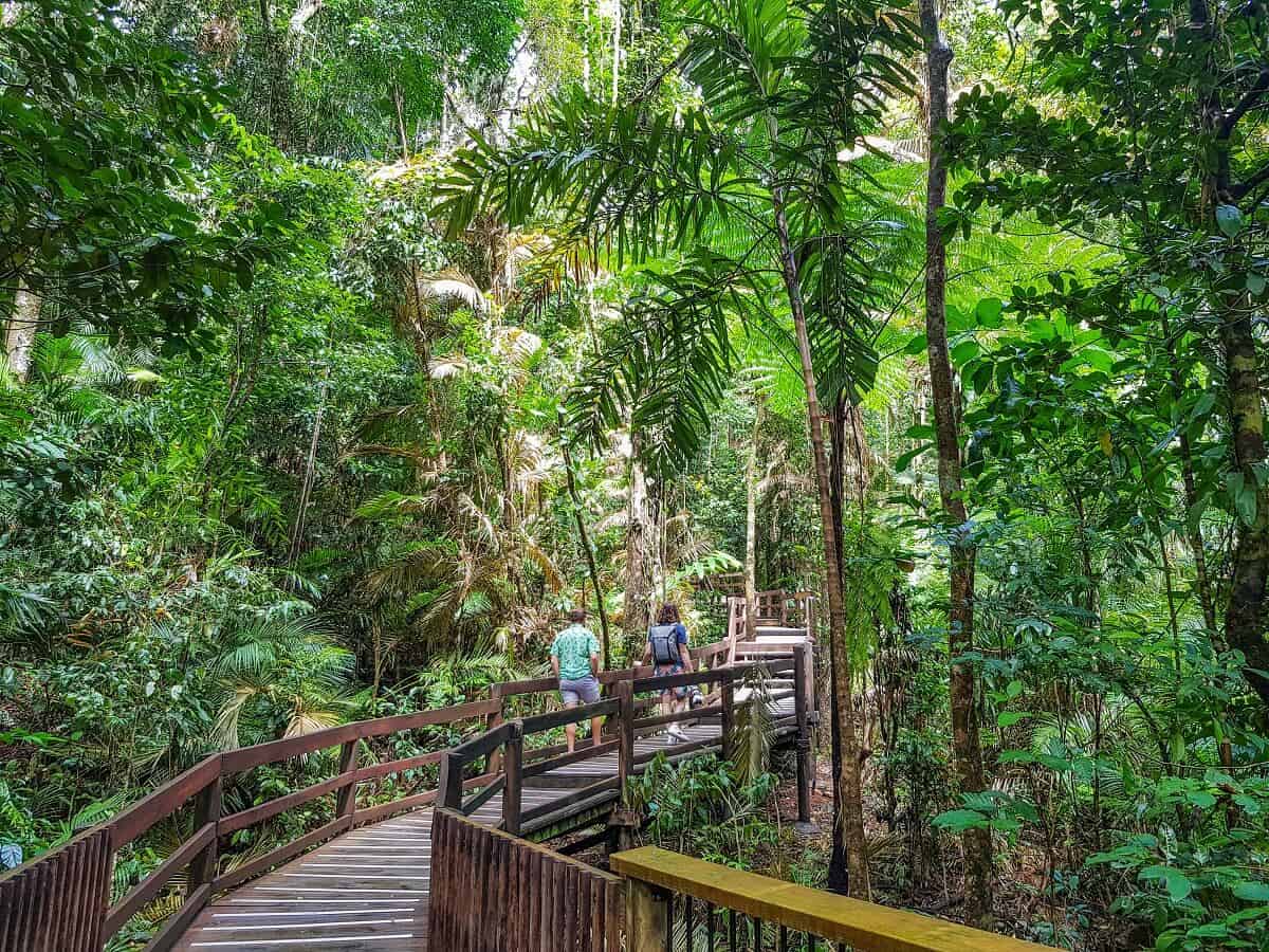 Boardwalk in the Daintree National Park, Wet Tropics of Queensland