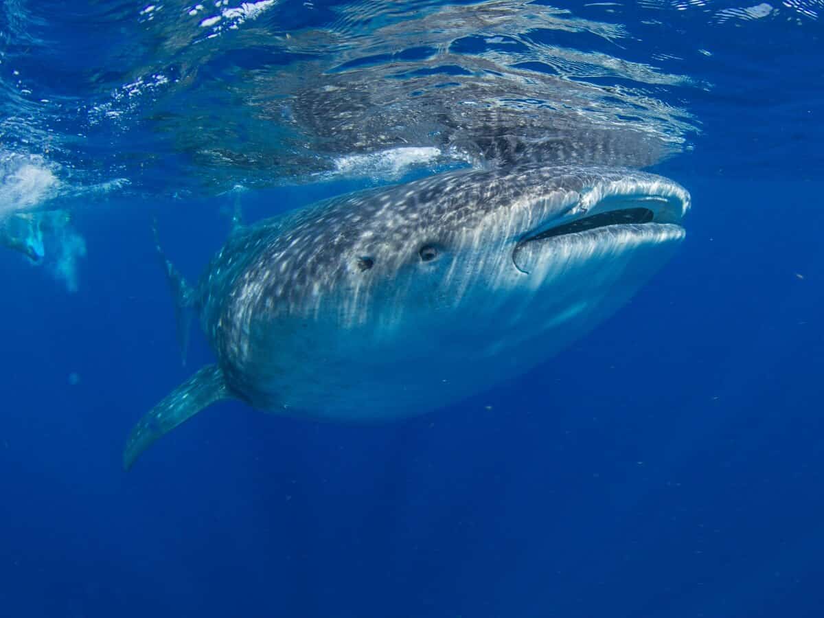 Ningaloo Reef Whale Shark, Western Australia