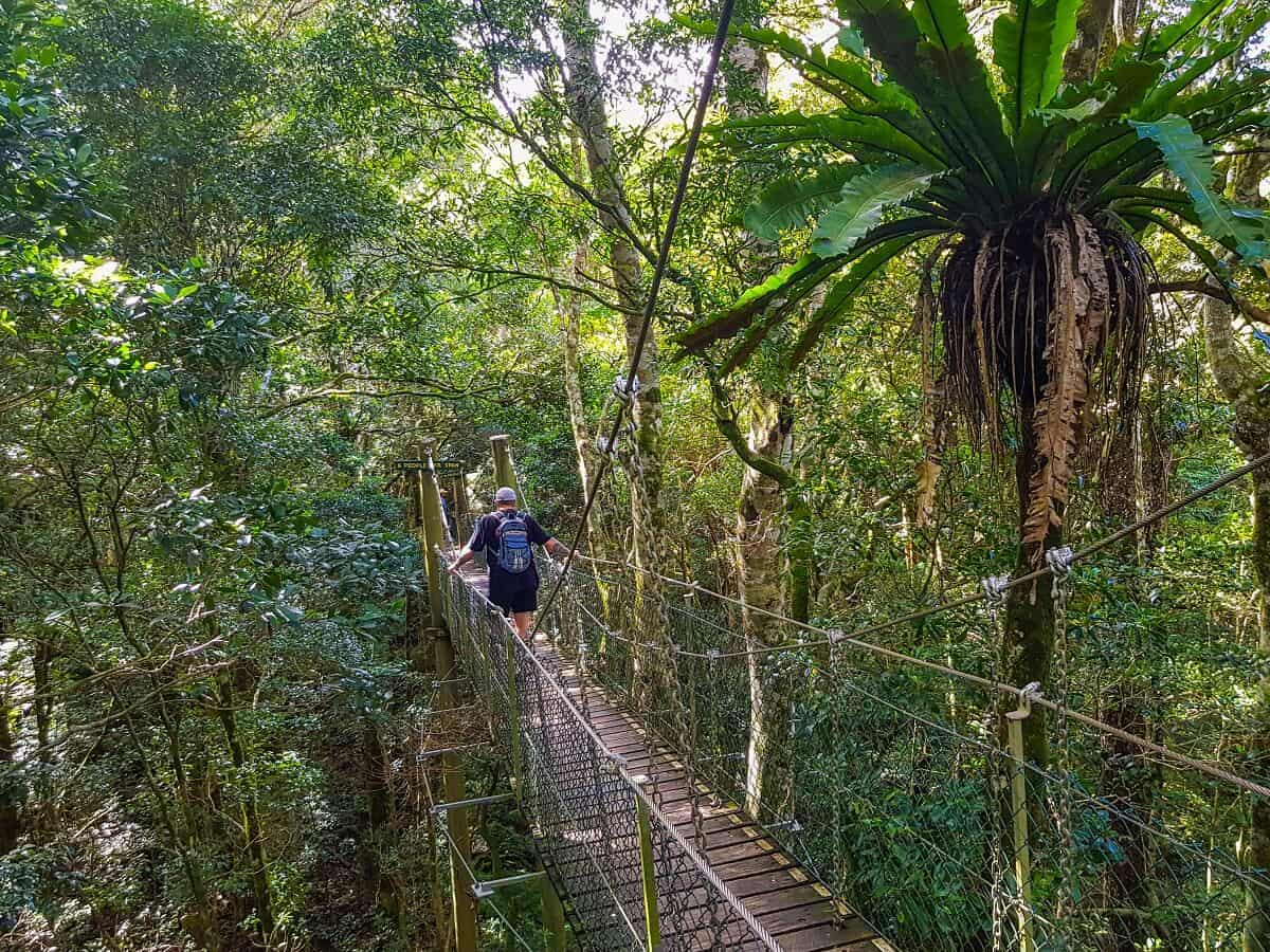 Tree Top walk at Lamington national Park, Gondwana Rainforest, Queensland