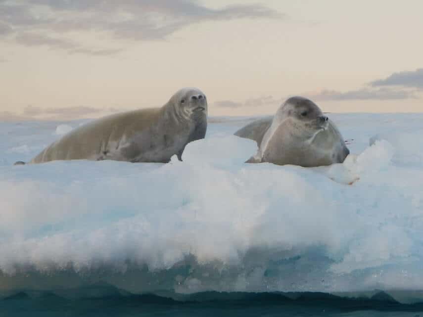 2 seals lying on an iceberg, the water reflecting on the ledge underneath them