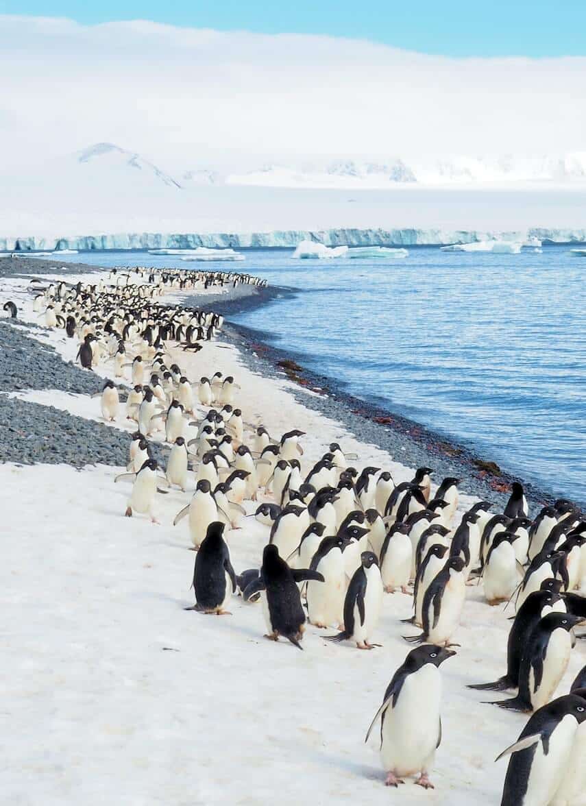 Macquarie Island Penguins lined up along the waters edge stretching for miles