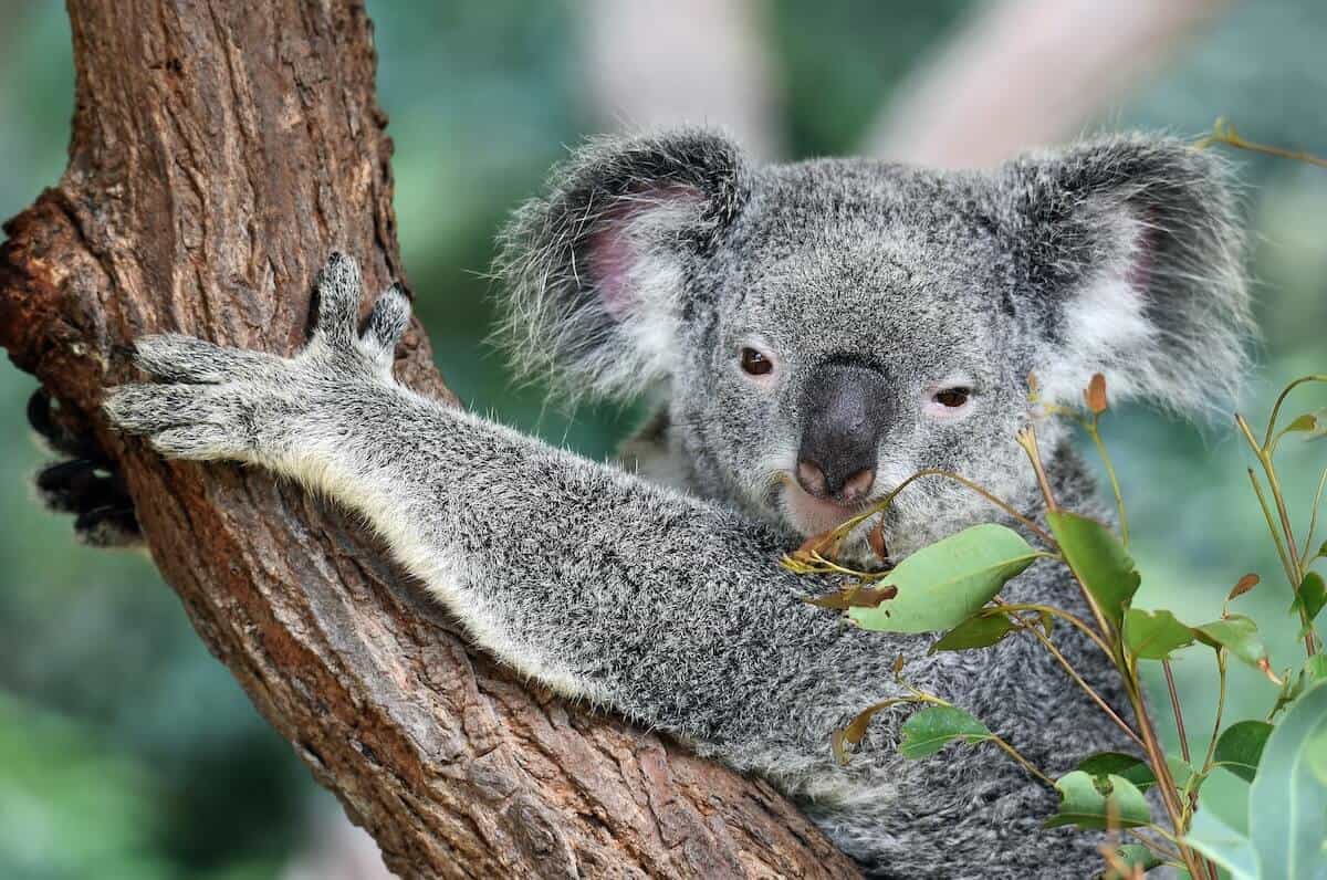 Weird Facts About Australia cover photo of a close up shot of a Koala sitting on a tree branch holding on with one paw